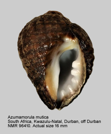 Azumamorula mutica.jpg - Azumamorula mutica (Lamarck,1816)